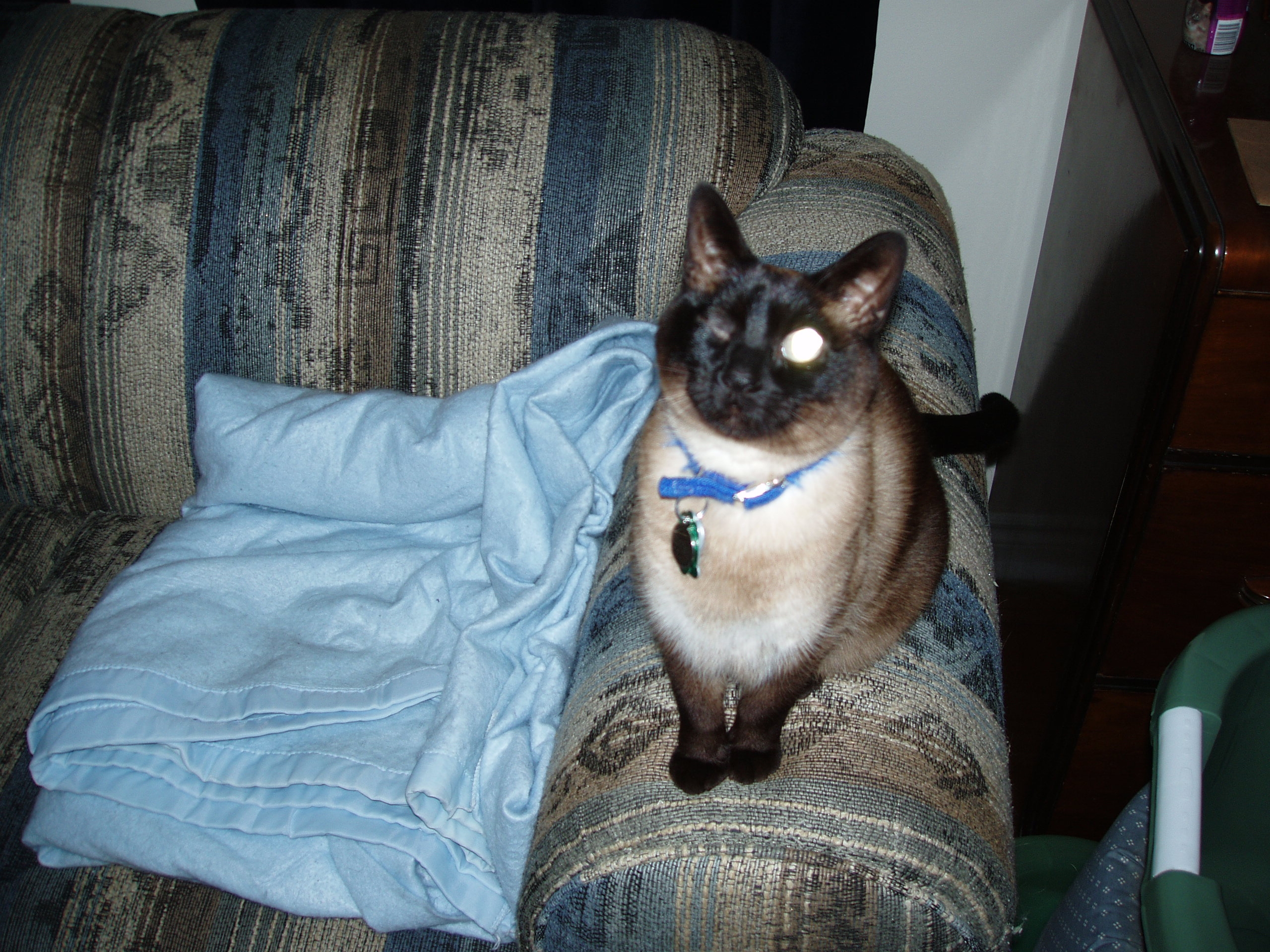 Phoebe The One-Eyed Wonder-Cat!