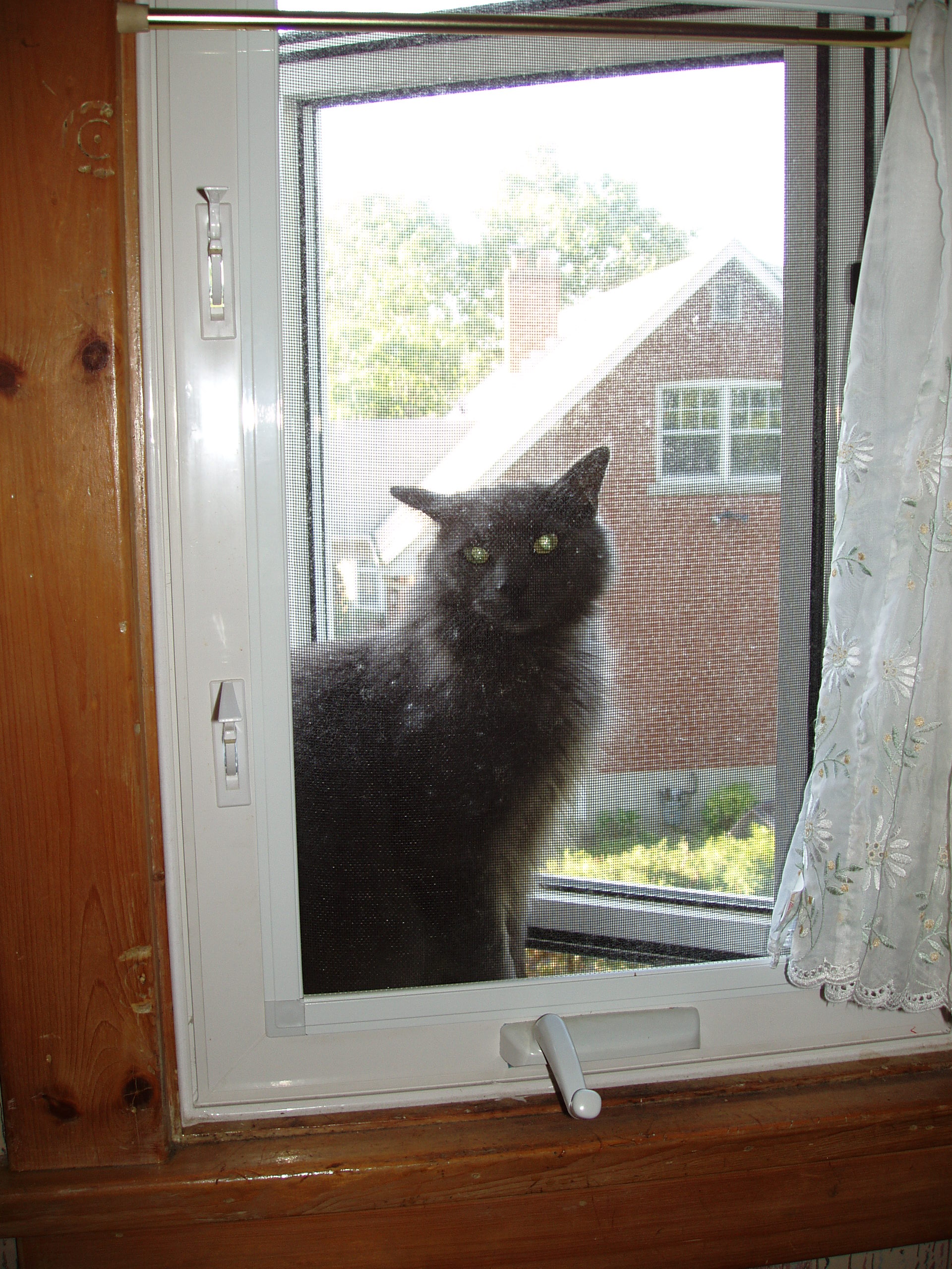 Smokey Bob at our second-floor window