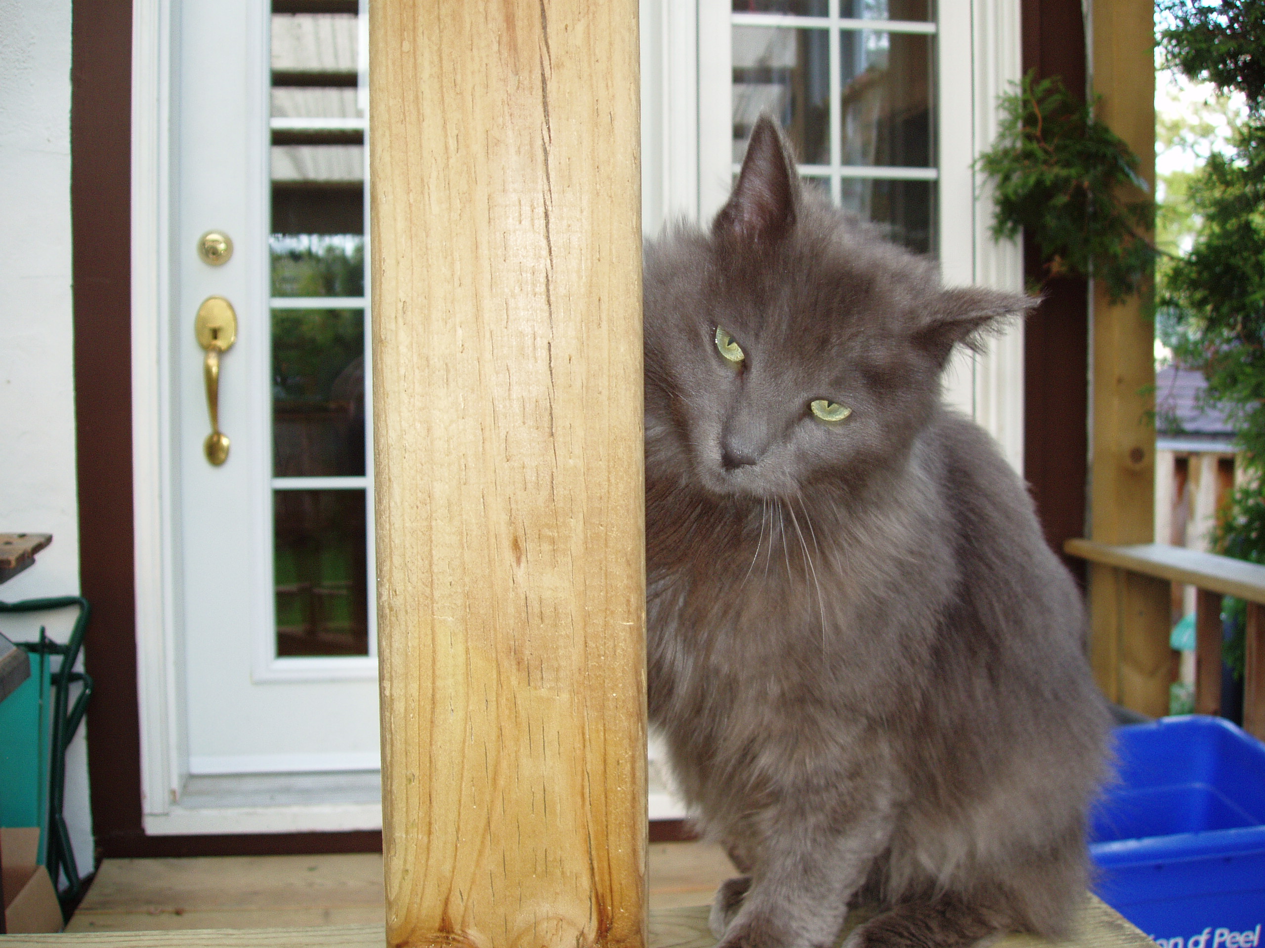 Smokey Bob, The King Of The Back Deck.